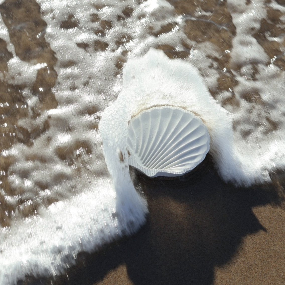 Shell Dish